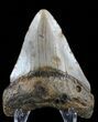 Juvenile Megalodon Tooth - North Carolina #59173-2